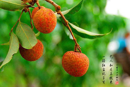 石岐区街道水果特产导购 本地特色与广州众资推荐商家全解析